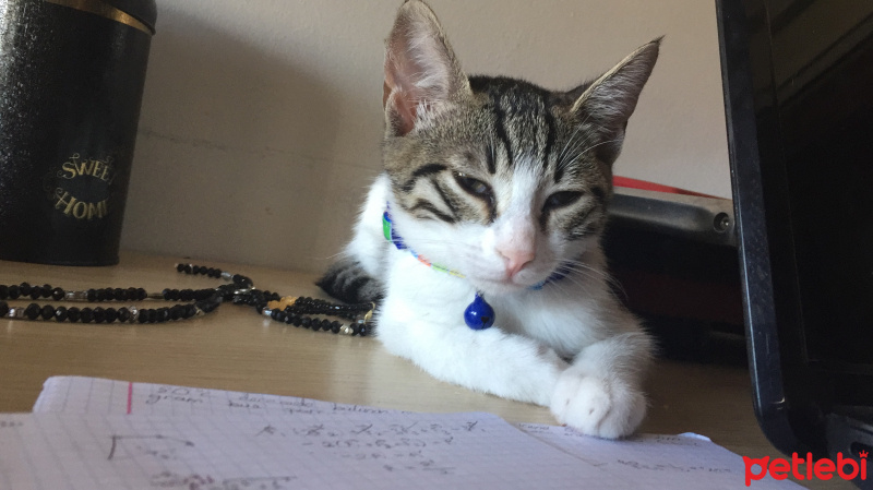 Tekir Kedi, Kedi  BoB fotoğrafı