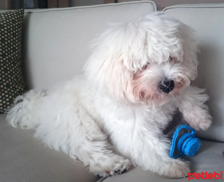 Maltese, Köpek  moki fotoğrafı