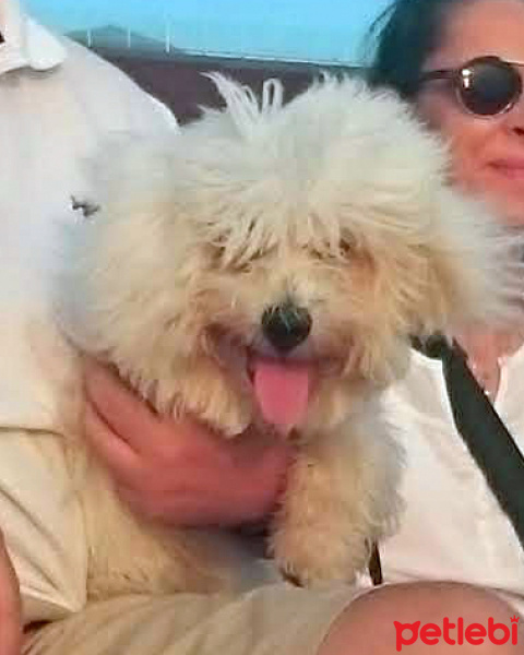 Maltese, Köpek  moki fotoğrafı