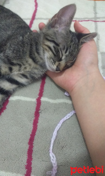Tekir Kedi, Kedi  3 AYLIK IKI YAVRUYA YUVA fotoğrafı