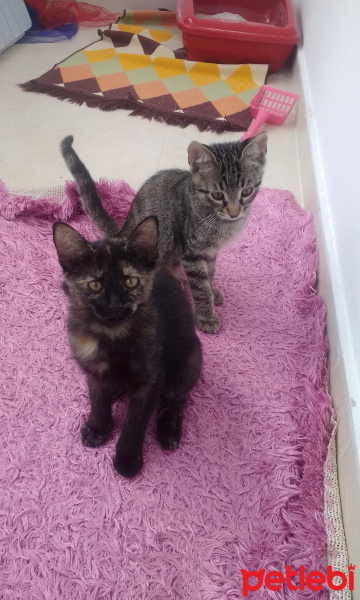 Tekir Kedi, Kedi  3 AYLIK IKI YAVRUYA YUVA fotoğrafı
