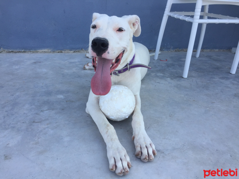 Dogo Arjantin, Köpek  Maia fotoğrafı