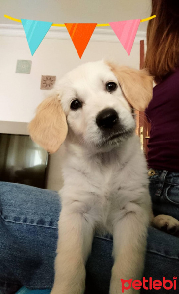 Golden Retriever, Köpek  Nala fotoğrafı