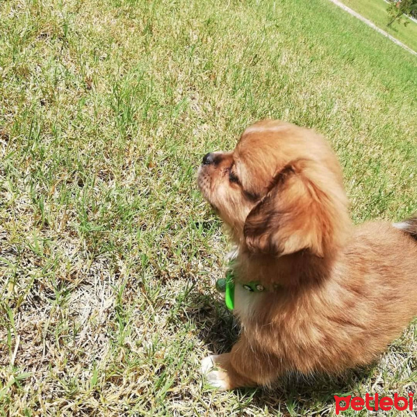 Tibetli Spaniel, Köpek  Baby fotoğrafı