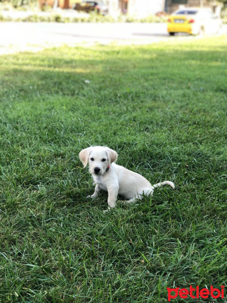 Golden Retriever, Köpek  Dessert fotoğrafı