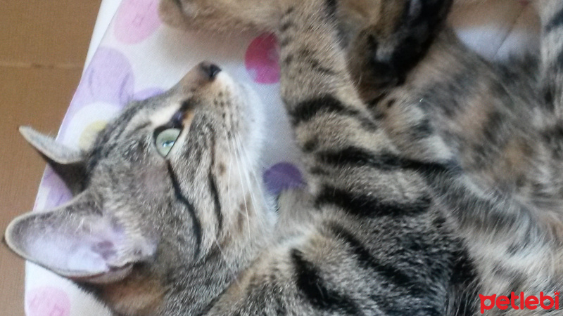 Tekir Kedi, Kedi  Boncuk fotoğrafı
