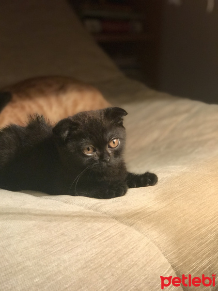 Scottish Fold, Kedi  Bihter fotoğrafı