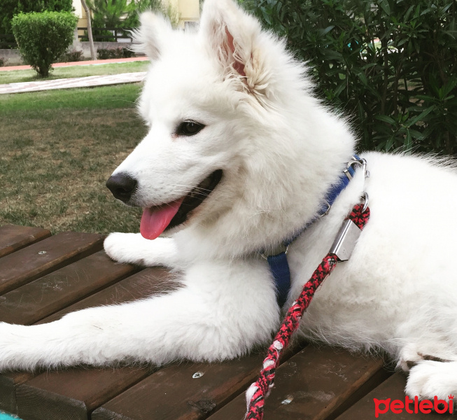 Samoyed, Köpek  Luna fotoğrafı