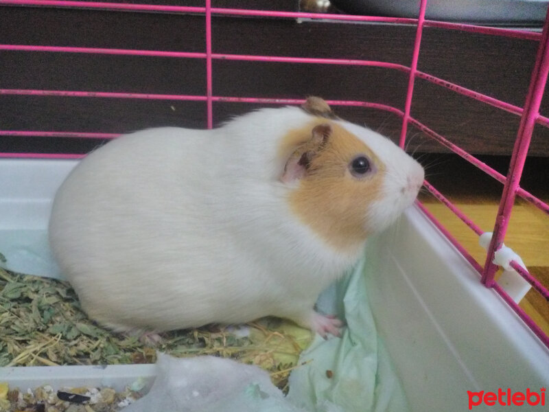 Guinea Pig, Kemirgen  Sezar fotoğrafı