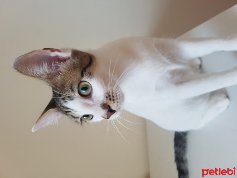 Tekir Kedi, Kedi  Ferdinant fotoğrafı