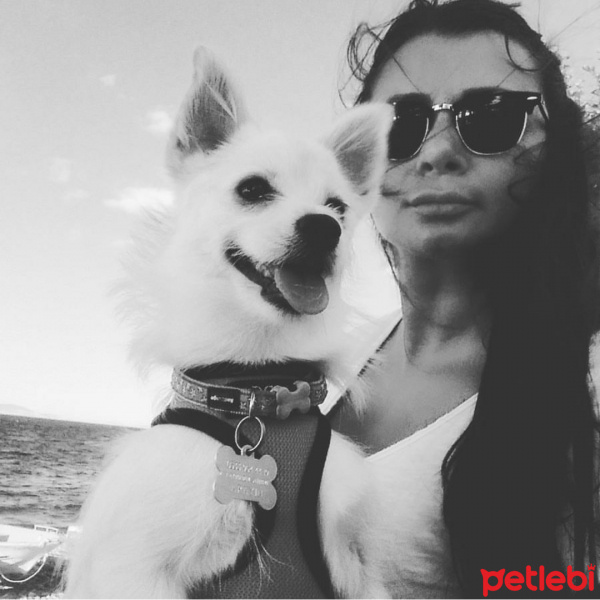 Chihuahua, Köpek  Bade fotoğrafı
