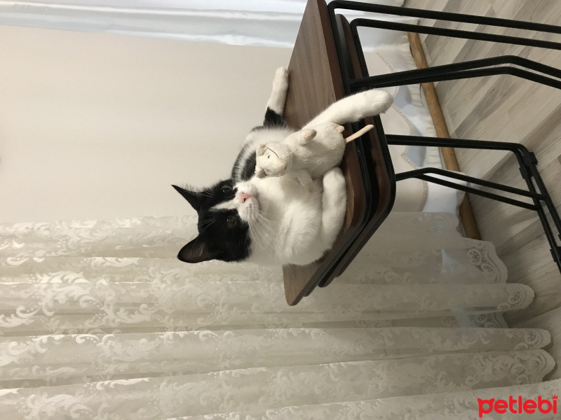 Tekir Kedi, Kedi  Luca fotoğrafı