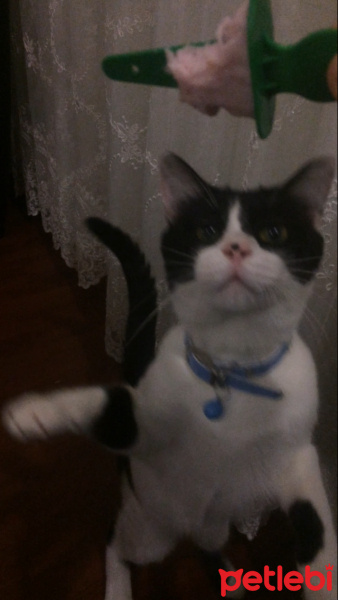 Tekir Kedi, Kedi  Pamuk fotoğrafı