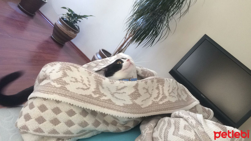 Tekir Kedi, Kedi  Pamuk fotoğrafı