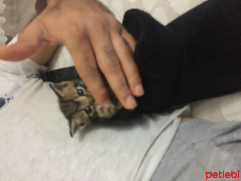 Abyssinian, Kedi  Boncuk fotoğrafı