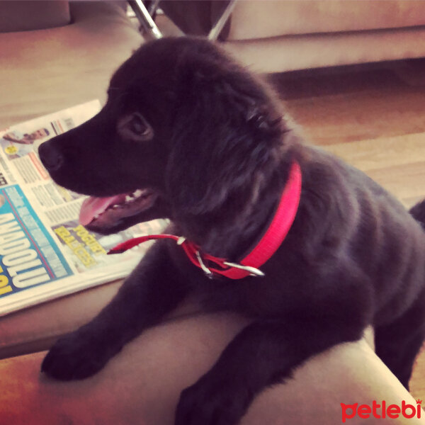 Labrador Retriever, Köpek  Balım fotoğrafı