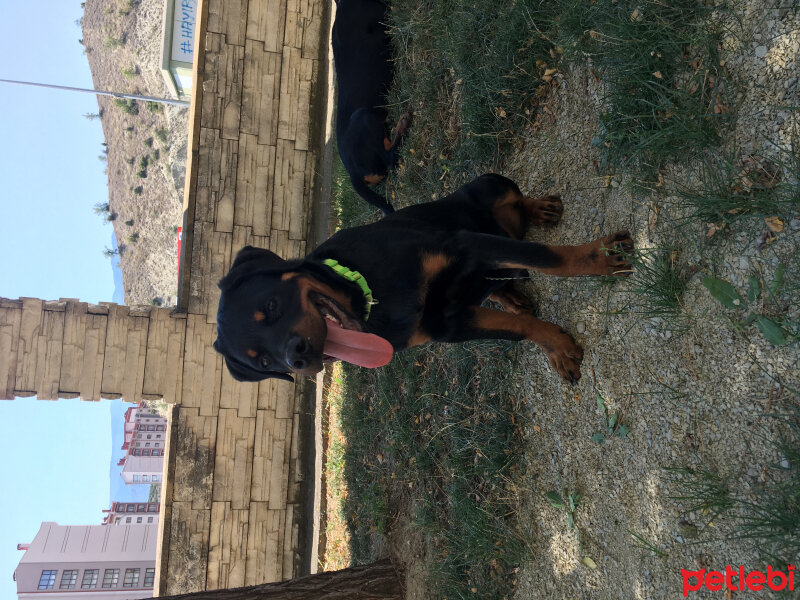 Rottweiler, Köpek  Accon fotoğrafı