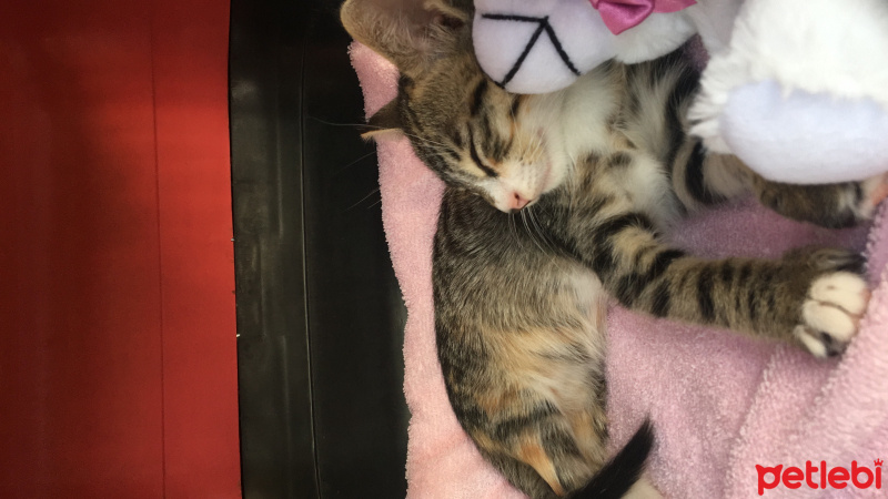 Tekir Kedi, Kedi  Tantuni fotoğrafı