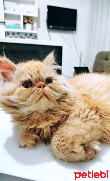 İran Kedisi (Persian), Kedi  Molly fotoğrafı