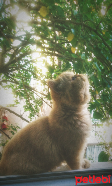 İran Kedisi (Persian), Kedi  Molly fotoğrafı