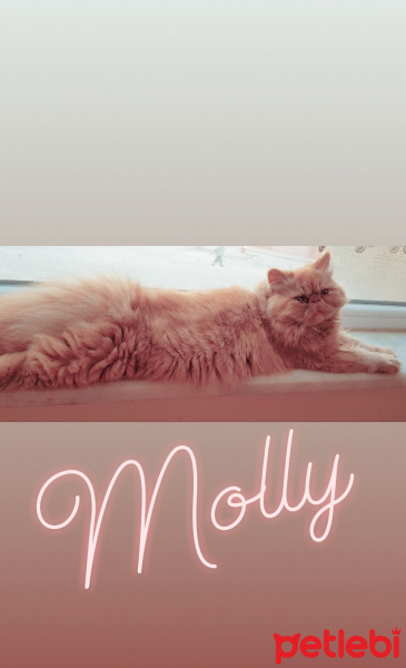 İran Kedisi (Persian), Kedi  Molly fotoğrafı