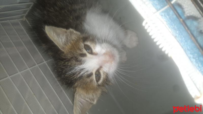 Tekir Kedi, Kedi  Mavibere fotoğrafı