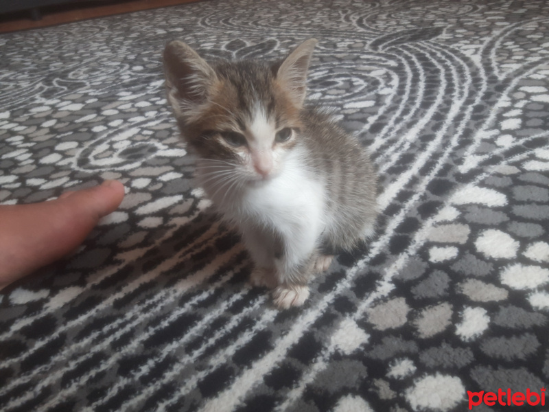 Tekir Kedi, Kedi  Mavibere fotoğrafı