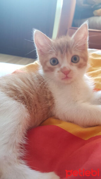 Soke, Kedi  Ponçik fotoğrafı