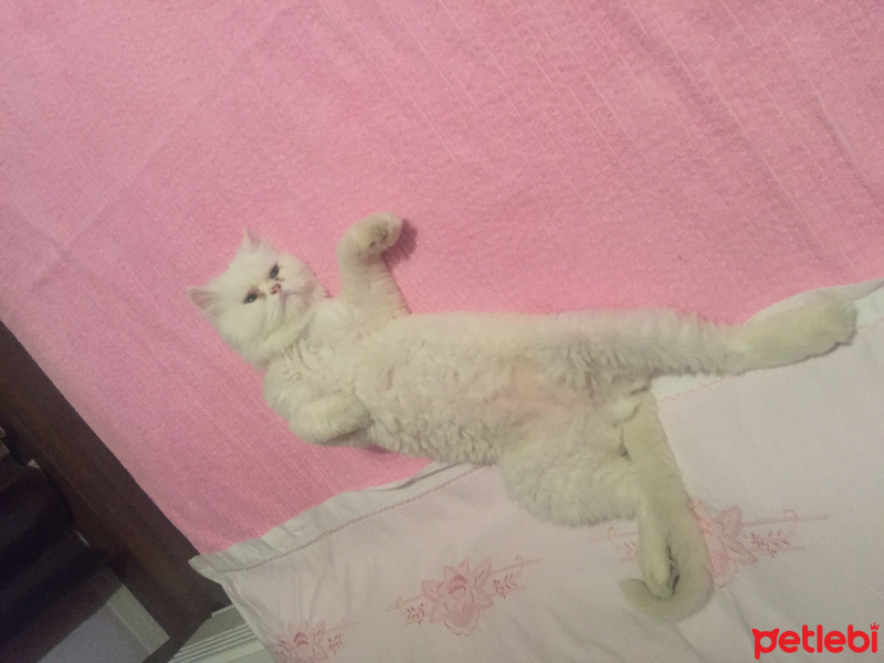 İran Kedisi (Persian), Kedi  Prens fotoğrafı