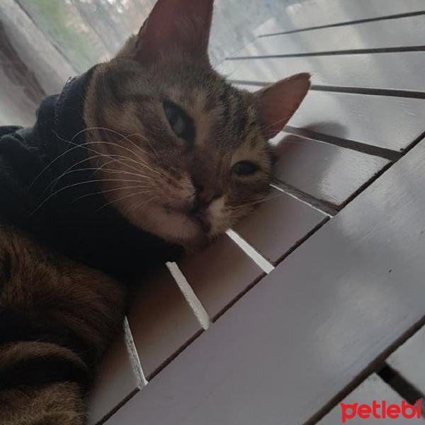 Tekir Kedi, Kedi  Bijon fotoğrafı