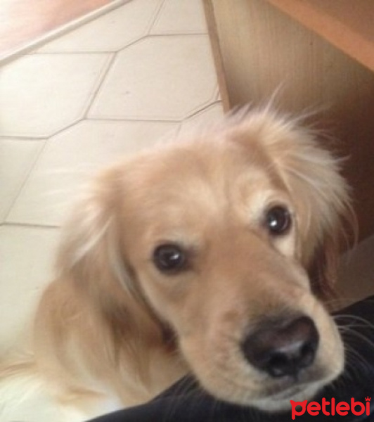 Golden Retriever, Köpek  Garip fotoğrafı