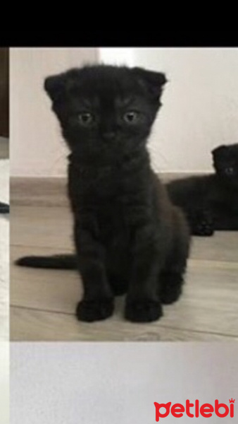 Scottish Fold, Kedi  Behlül fotoğrafı
