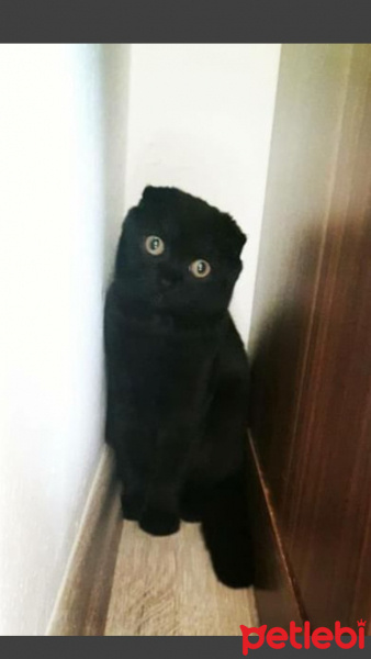 Scottish Fold, Kedi  Behlül fotoğrafı