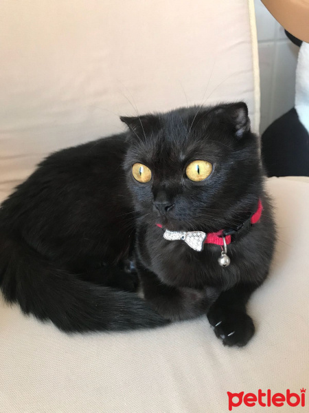 Scottish Fold, Kedi  Behlül fotoğrafı