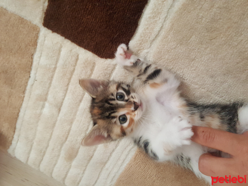 Tekir Kedi, Kedi  Yavru kedicikler fotoğrafı