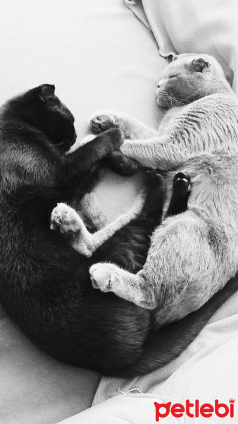 Scottish Fold, Kedi  Toffy ( erkek ) ve Baffle ( dişi  ) fotoğrafı