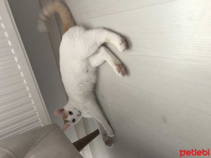Sarman, Kedi  Bihter fotoğrafı