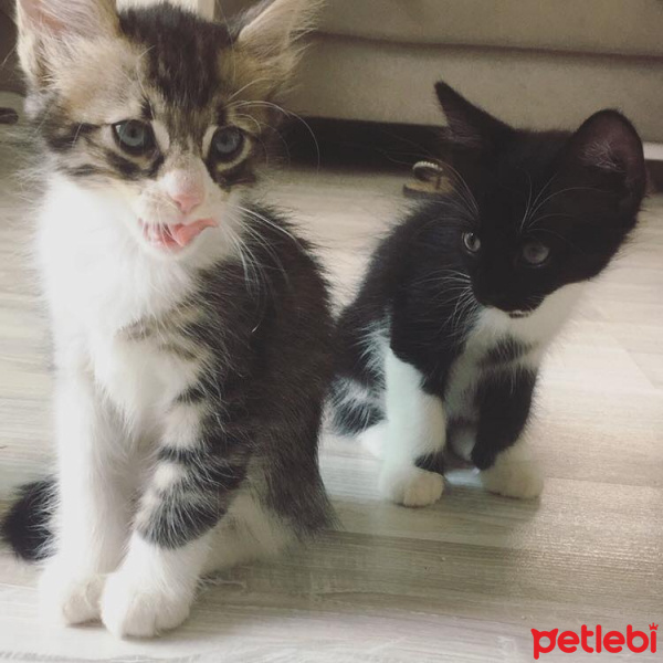 Tekir Kedi, Kedi  Sunny, blacky and Happy fotoğrafı