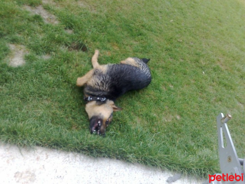 Alman Çoban Köpeği, Köpek  Rüzgar fotoğrafı