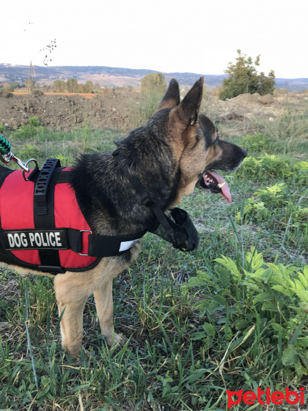 Alman Çoban Köpeği, Köpek  Rüzgar fotoğrafı