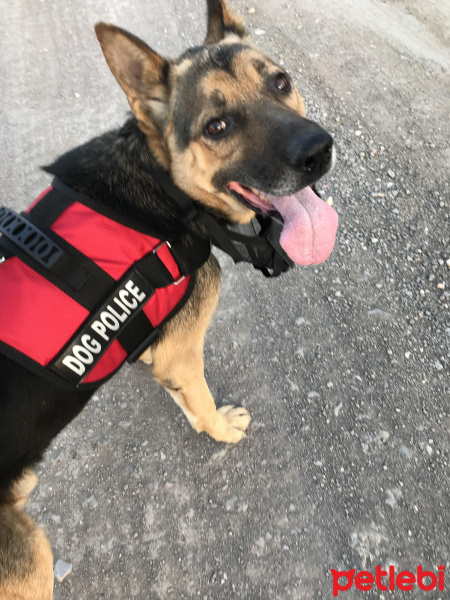 Alman Çoban Köpeği, Köpek  Rüzgar fotoğrafı