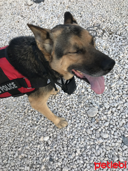 Alman Çoban Köpeği, Köpek  Rüzgar fotoğrafı