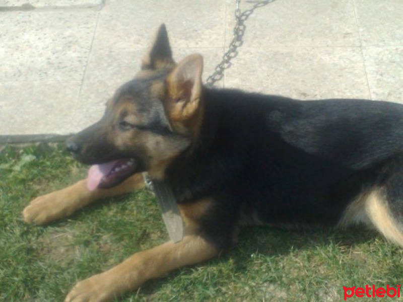 Alman Çoban Köpeği, Köpek  Rüzgar fotoğrafı