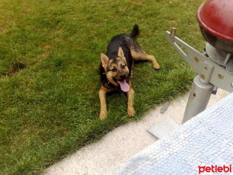 Alman Çoban Köpeği, Köpek  Rüzgar fotoğrafı