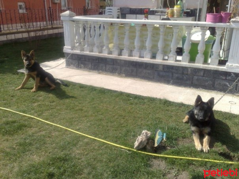 Alman Çoban Köpeği, Köpek  Rüzgar fotoğrafı