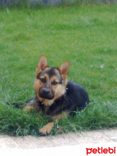 Alman Çoban Köpeği, Köpek  Rüzgar fotoğrafı