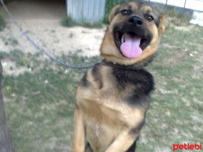 Alman Çoban Köpeği, Köpek  Rüzgar fotoğrafı
