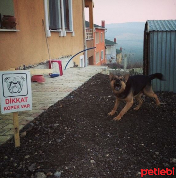 Alman Çoban Köpeği, Köpek  Rüzgar fotoğrafı