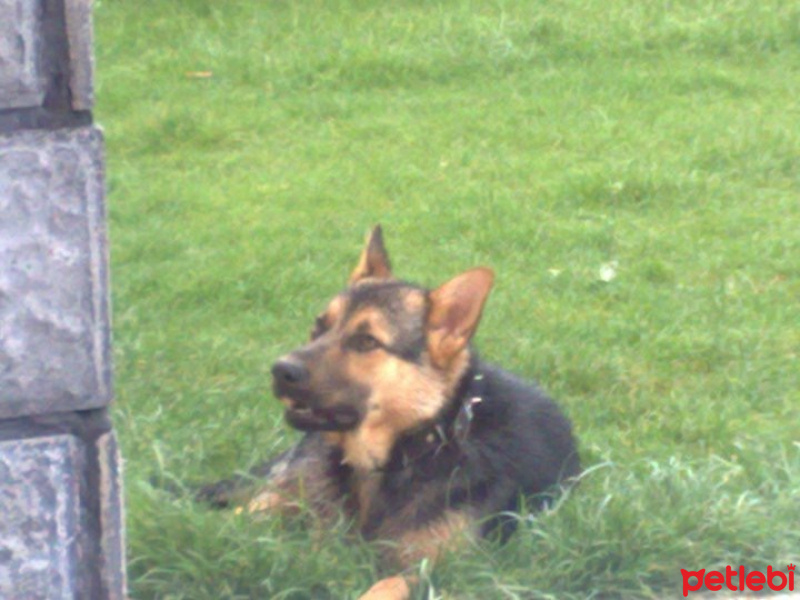 Alman Çoban Köpeği, Köpek  Rüzgar fotoğrafı
