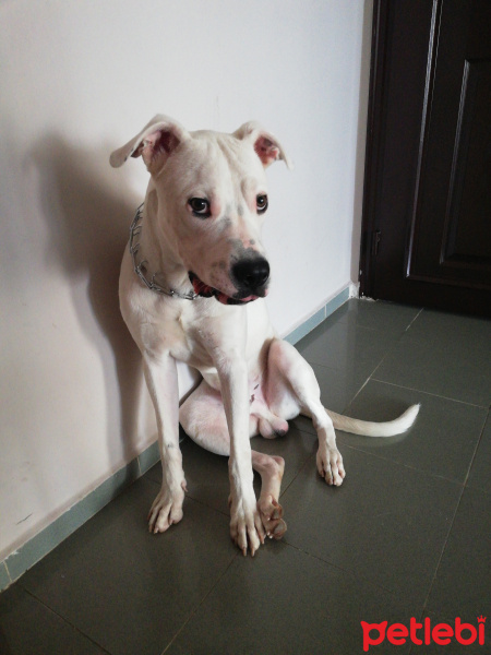 Dogo Arjantin, Köpek  Buz fotoğrafı